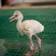 Illustration for article titled Baby Flamingos Are Even Dopier Than Their Parents